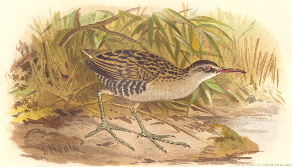 INDIAN GAME BIRDS. Indian Water-Rail (Rallus Indicus). Chromolitho. FINN 1915